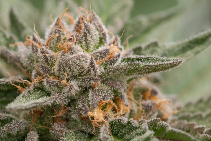 Weed Strain Of The Week: Critical Cheese