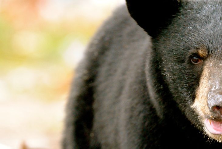 ‘Cocaine Bear’ Horror-Comedy To Be Made Based On Insane True Story