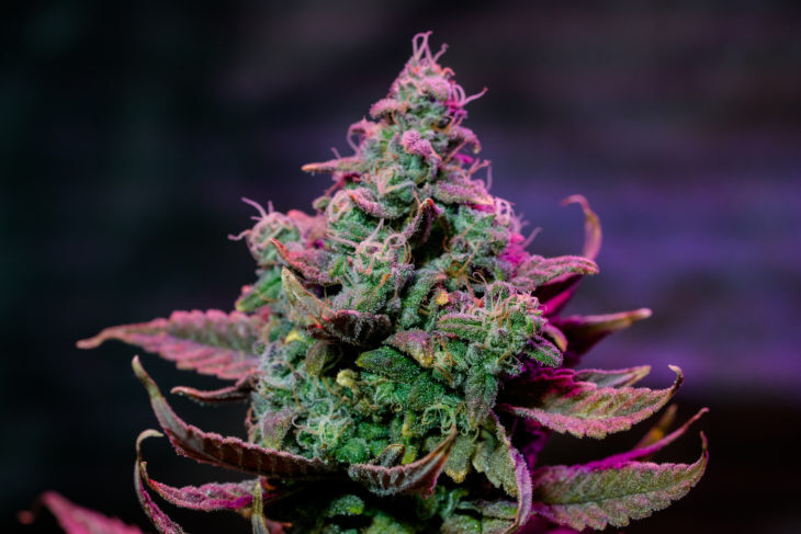Weed Strain Of The Week: Notorious THC
