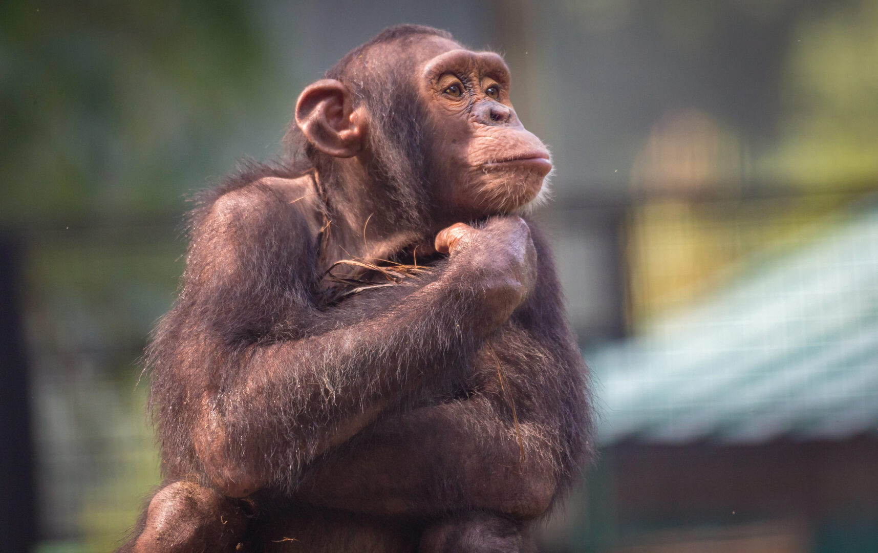 Woman Banned From Zoo Over 4-Year ‘Affair’ With Chimpanzee (VIDEO)