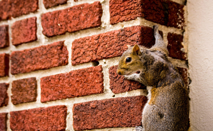 ‘Psycho Squirrel’ Injures 18 People During 48-Hour Christmas Rampage
