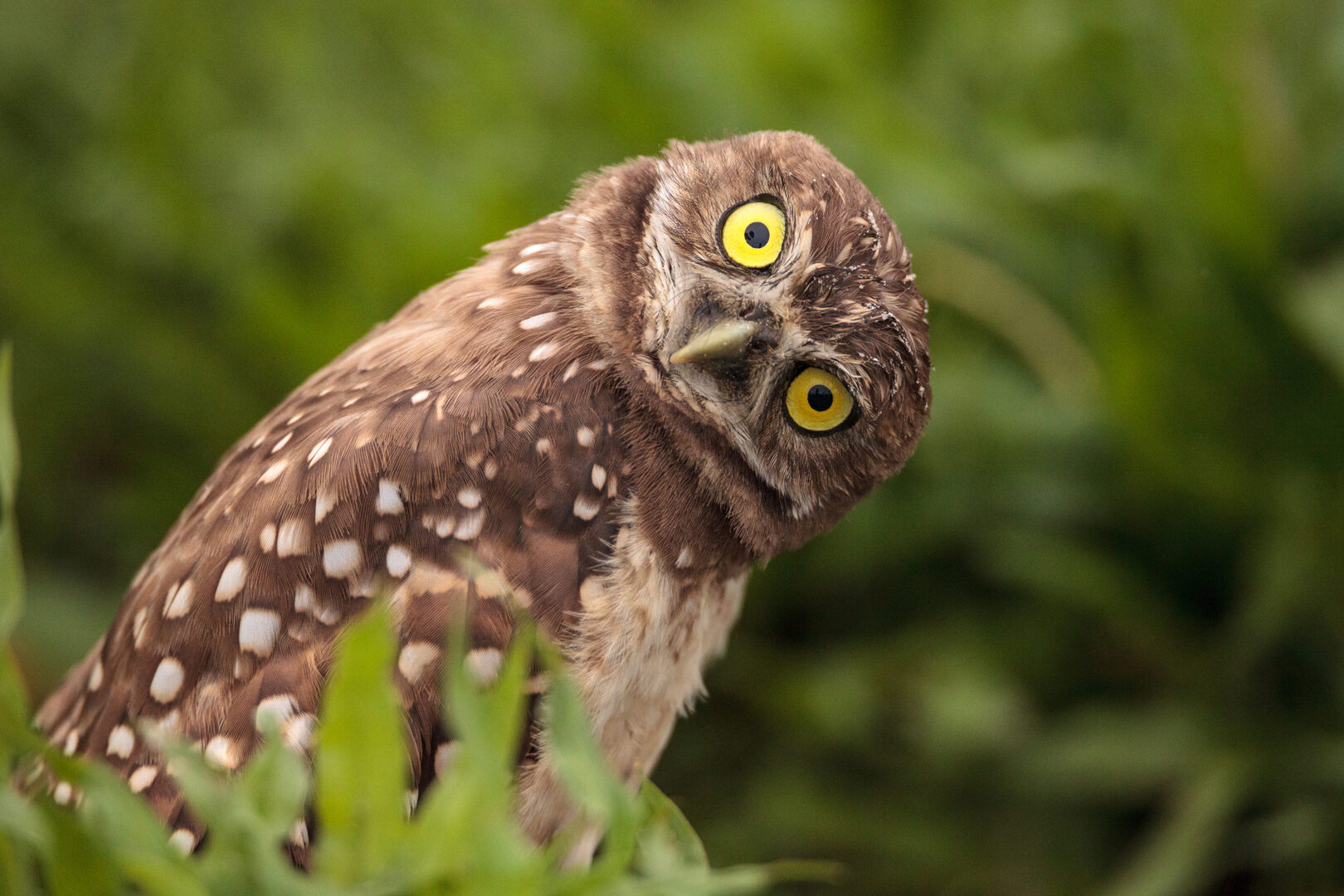 Owl Takes Fly-By Dump On Sign Language Interpreter At Politician’s Presser (VIDEO)