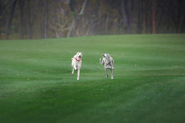 Can You Bet On Greyhound Racing in the US?