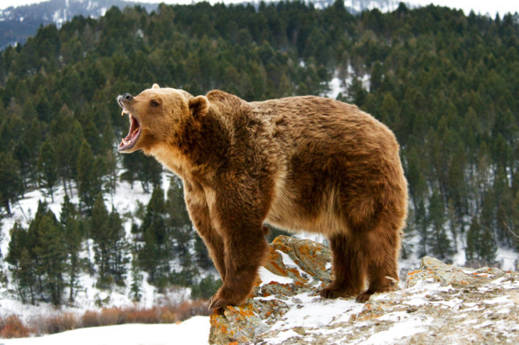 2 College Wrestlers Seriously Injured In Grizzly Bear Attack