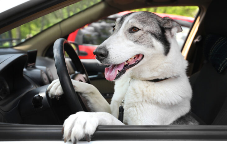 Man Gets Arrested For DUI; Tries To Claim His Dog Was Driving