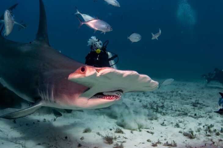 Florida Man Catches Massive 12-Foot Hammerhead Shark Walks It Back To Sea (VIDEO)